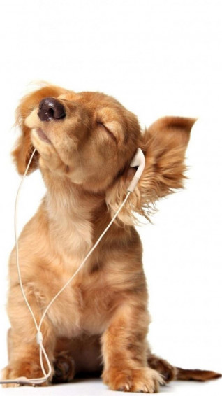 Intoxicated Listen To Music Cute Puppy iPhone Wallpaper