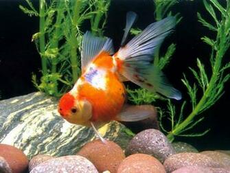 Chinese Goldfish Wallpaper Pet Gold