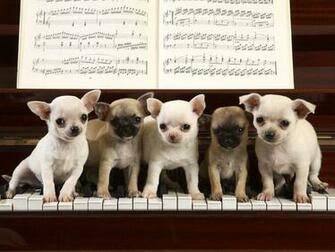 Baby Animal Pictures Cute Wallpaper Puppy