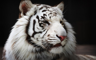 Cool Tiger Background Wallpaper