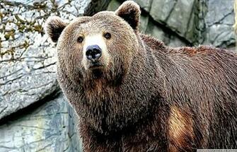 Grizzly Bear HD Wallpaper Records