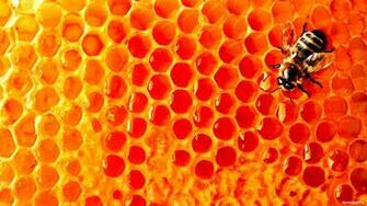 Wallpaper Bee Honey Honeycomb Photo