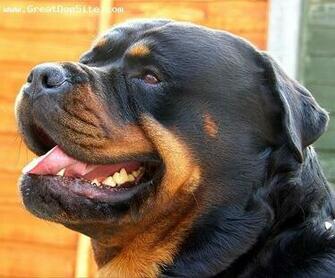 Rottweiler Wallpaper