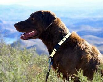 Chesapeake Bay Retriever Chessie Wallpaper Pictures Breed