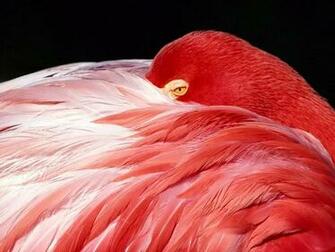 Animal Desktop Background Try It Now Related Wallpaper