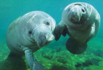 manatee undisturbed manatees rest scene background related