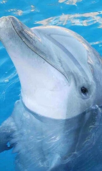 Cute Dolphin Live Wallpaper Android