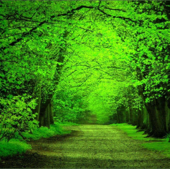 The Green Picture