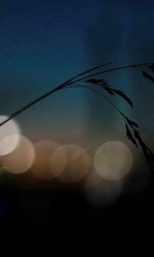 Blackberry By Night Wallpaper For Personal Account