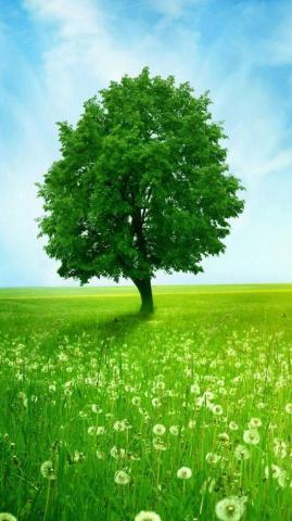 Vactualpapers Gallery The Perfect Tree HD Mobile