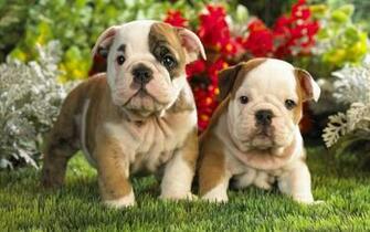 Cute Bulldog Wallpaper Background Windows