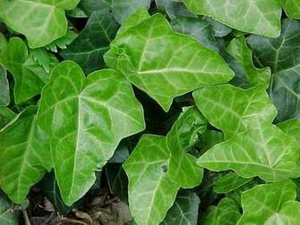 Hedera Helix English Ivy Pc Android iPhone And iPad Wallpaper