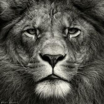 HD Lion Pictures Lions Wallpaper Animal