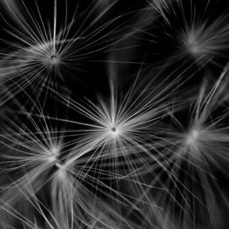 Fluff Dandelion Plant Black And White Wallpaper