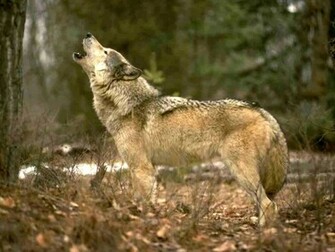 Howling Wolf Wallpaper HD In Animals Imageci