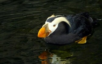 Puffin Wallpaper Tuftedpuffin Desktop Tufted