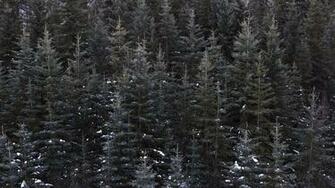 Pine Forest Pictures Stunning Image