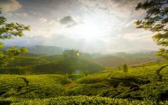 Munnar Hills Kerala India Wallpaper HD