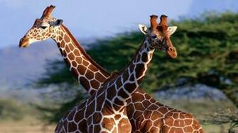 Right Now The Image HD Most Romantic Animals Wallpaper