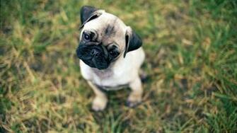 Desktop Pug Wallpaper Net
