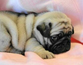 Pug Wallpaper Screensaver Background Cute Puppy Fawn Pugs