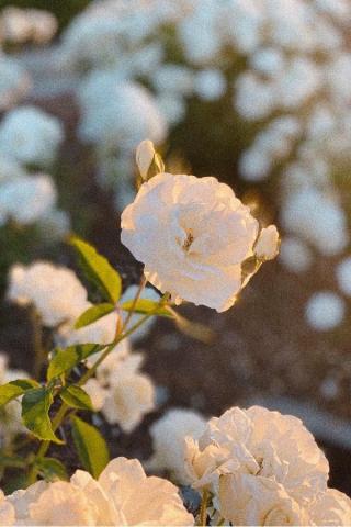 Gorgeous Flower Aesthetic Wallpaper For Your iPhone Prada