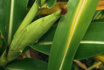 Corn By Peter Griffin HD Walls Find Wallpaper