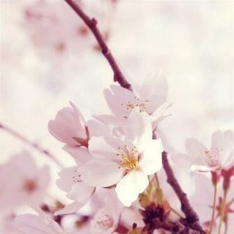 Peach Blossom iPad Air Wallpaper iPhone