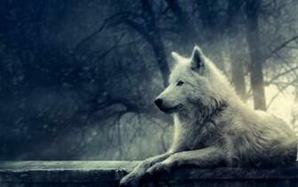 3d Wolf Wallpaper Android Apps Und Tests Androidpit