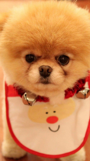 Dog iPhone Wallpaper