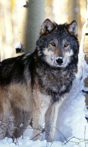 Bigger Grey Wolf HD Live Wallpaper For Android Screenshot