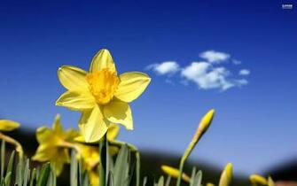 Daffodil Wallpaper