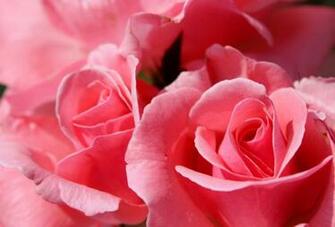 Bed Of Roses Wallpaper