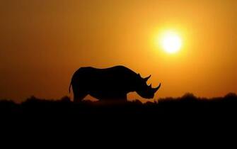 Sunset Rhino High Definition Wallpaper Desktop Background