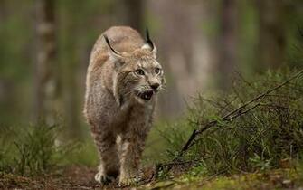 Stunning HD Lynx Wallpaper HDwallsource