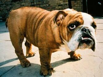 Bulldog Goofy HD Wallpaper Desktop