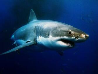 Shark Week Wallpaper Why I Still Watch