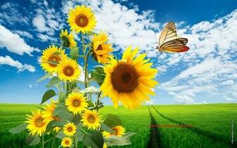 Amazing Sunflower Nature HD Wallpaper All