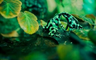 Frog Wallpaper HD Desktop