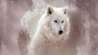 The Wolf Wallpaper HD