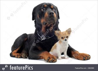 Image Of Rottweiler And Puppy Chihuahua
