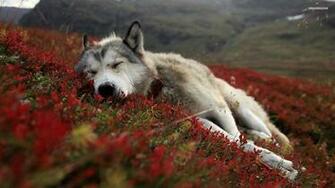 Wolf Wallpaper HD A34 Desktop 4k