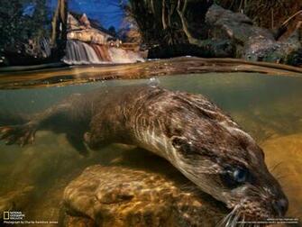 Otter Picture Animal Wallpaper National Geographic Photo Of The
