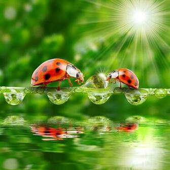 Wallpaper Rays Of Light Ladybird Drops Water Animal