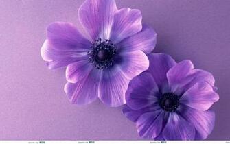 HD Wallpaper Purple Flower Border Desktop Flowers