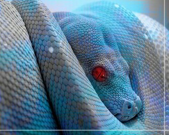 Best Wallpaper Snakes