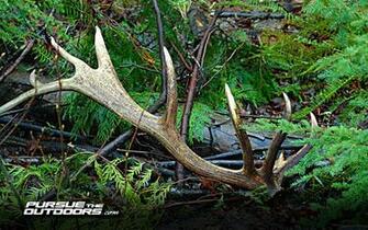 Hunting And Fishing Screensavers