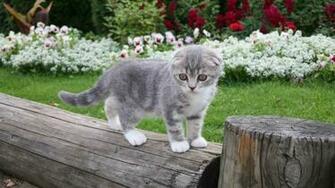 Kittens 1080p