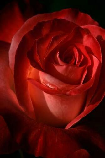 Red Rose iPhone Wallpaper