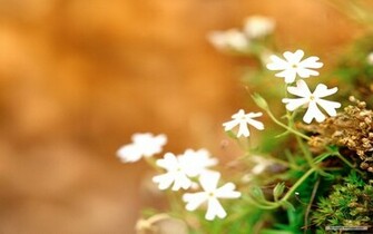 Flower Wallpaper Spring